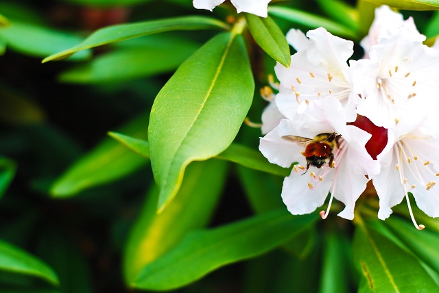 Bee in a Rhododendron